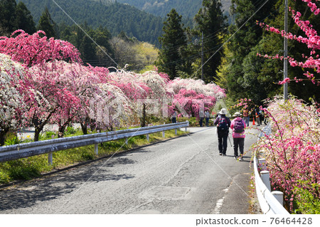 Midori City Azumachosayado / Ohata Hanamomo高速公路 76464428