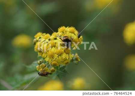 Ohanaab sucking the nectar of Awakoganegiku 76464524