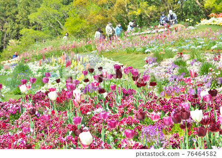 公園裡盛開的五顏六色的花朵 76464582
