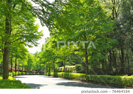 被新鮮綠色包圍的道路 被新鮮綠色包圍的道路 76464584
