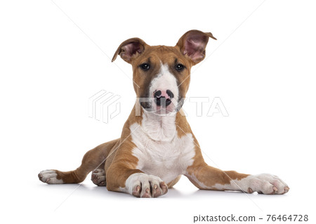 Bull Terrier dog pup on white Bull Terrier dog pup on white 76464728