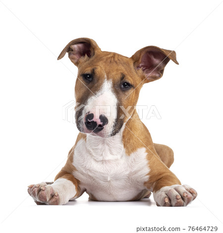 Bull Terrier dog pup on white Bull Terrier dog pup on white 76464729