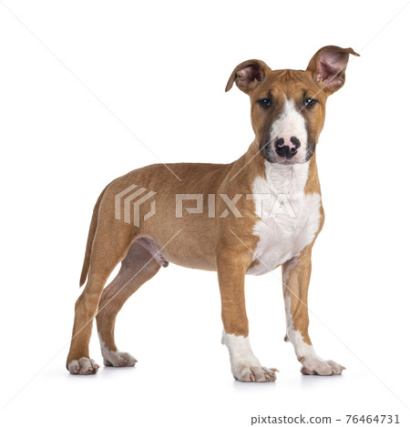 Bull Terrier dog pup on white Bull Terrier dog pup on white 76464731