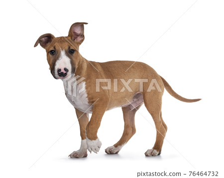 Bull Terrier dog pup on white Bull Terrier dog pup on white 76464732