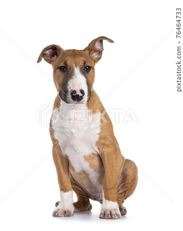 Bull Terrier dog pup on white Bull Terrier dog pup on white 76464733