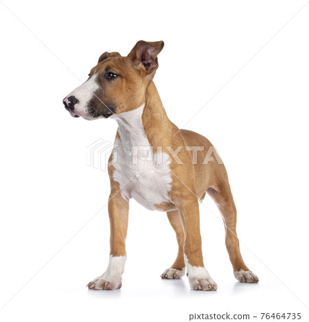 Bull Terrier dog pup on white Bull Terrier dog pup on white 76464735