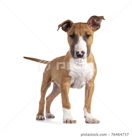 Bull Terrier dog pup on white Bull Terrier dog pup on white 76464737