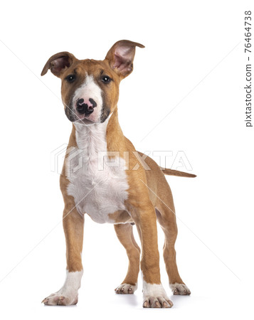 Bull Terrier dog pup on white Bull Terrier dog pup on white 76464738