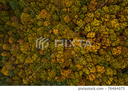 autumn deciduous forest from a bird's eye view, autumn walk in the woods. 76464875