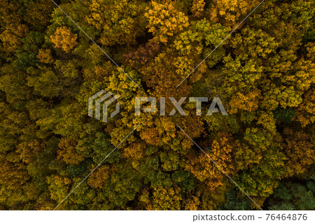 autumn deciduous forest from a bird's eye view, autumn walk in the woods. 76464876