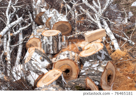 A tree sawn into chocks. Felled birch. Sawed birch logs 76465181