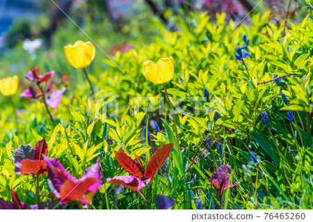 Tulips blooming in weeds Tulips blooming in weeds 76465260