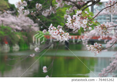 Odawara Castle: Cherry blossoms in the moat and Gakubashi Odawara Castle: Cherry blossoms in the moat and Gakubashi 76465262