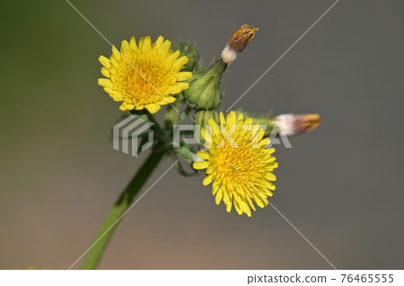 Two-wheeled spring flower 76465555