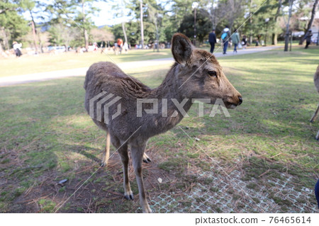 Cute deer in nara park Cute deer in nara park 76465614