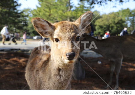 Cute deer in nara park Cute deer in nara park 76465623