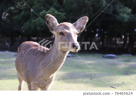 奈良公園可愛的小鹿 76465624