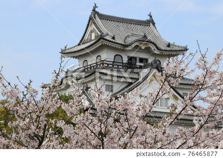 Cherry blossoms and Kishiwada castle Cherry blossoms and Kishiwada castle 76465877