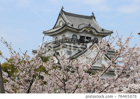 櫻花和岸和田城堡 櫻花和岸和田城堡 76465878