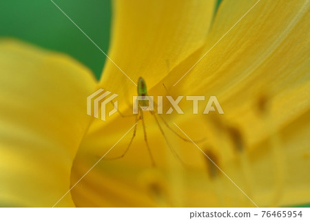 府中淺間山盛開 府中淺間山盛開 76465954