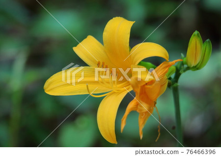 府中淺間山盛開 府中淺間山盛開 76466396