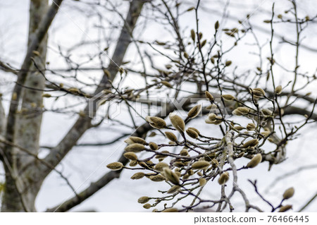 許多玉蘭玉蘭芽 76466445