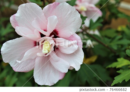 Blooming in the morning Blooming in the morning 76466682