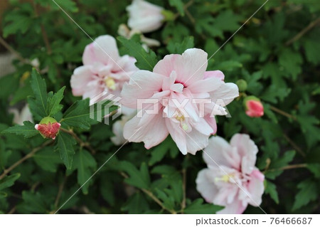 From buds to flowers in full bloom 76466687