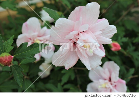 A pale pink Mukuge flower that looks like a blusher 76466730