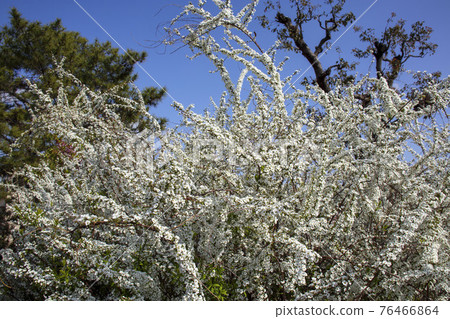 Small white flowers of Yukiyanagi blooming in spring Small white flowers of Yukiyanagi blooming in spring 76466864