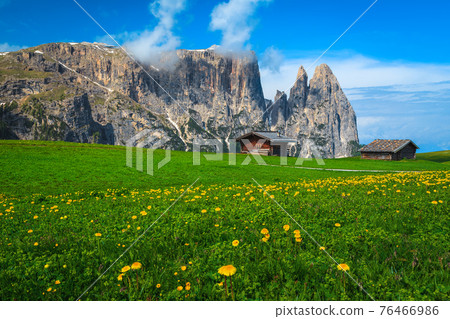 Beautiful place with blooming yellow dandelions on the fields, Dolomites 76466986