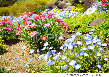 Flower Garden 76466999