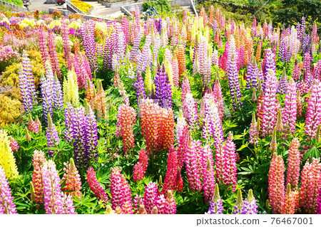 Flower Garden 76467001