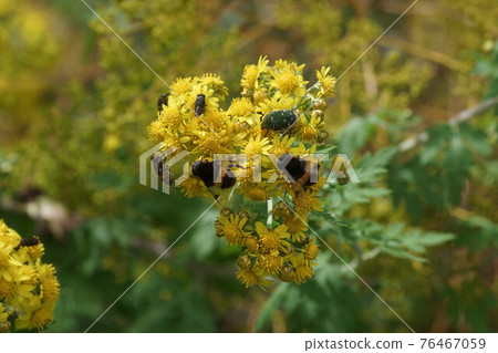 Insects sucking nectar 76467059