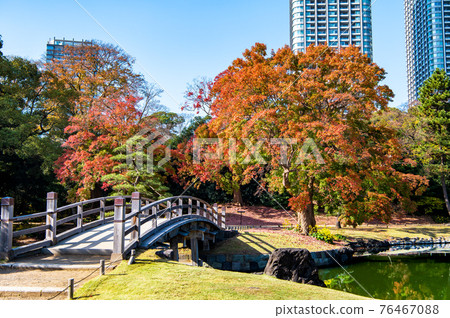 Hamarikyu Gardens in autumn colors, Tokyo 76467088