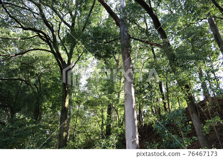Bald cypress in the forest Bald cypress in the forest 76467173