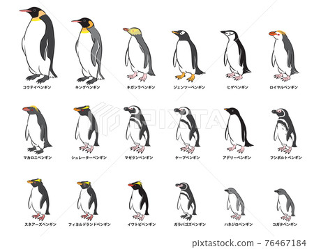 18 Kinds Of Penguins Set - Stock Illustration [76467184] - PIXTA