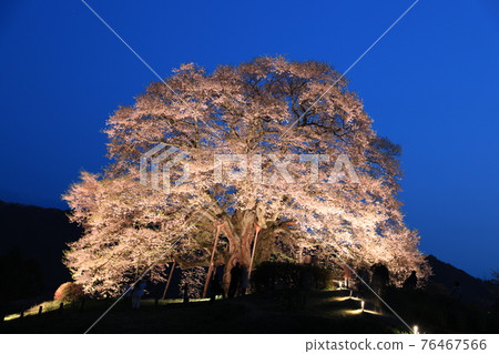 Daigo-Sakura 8581 76467566