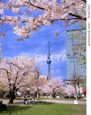 Kinshi Park in full bloom with cherry blossoms, Tokyo 76467667
