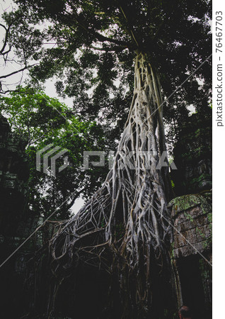Banyan Tree embracing the ancient ruins in Ta Prohm Temple in Siem Reap, Cambodia Banyan Tree embracing the ancient ruins in Ta Prohm Temple in Siem Reap, Cambodia 76467703