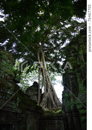 Banyan Tree embracing the ancient ruins in Ta Prohm Temple in Siem Reap, Cambodia 76467705