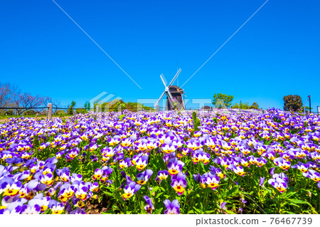 鶴見綠地的中提琴和風車 鶴見綠地的中提琴和風車 76467739