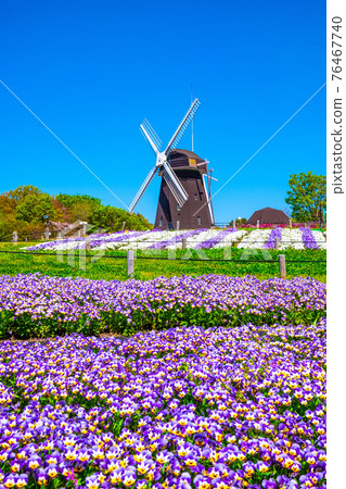 鶴見綠地的中提琴和風車 鶴見綠地的中提琴和風車 76467740