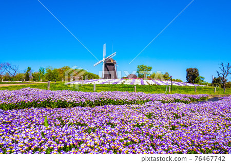 鶴見綠地的中提琴和風車 76467742