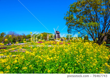 鶴見綠地的油菜花和風車 鶴見綠地的油菜花和風車 76467743