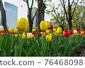 Tulip 76468098