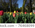 Tulip 76468099
