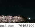 Cherry Blossoms	 76468100