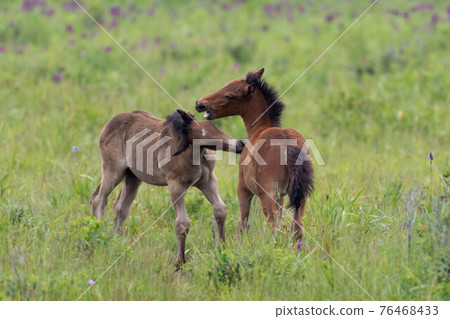 Pony play (Koshimizu-cho, Hokkaido) 76468433
