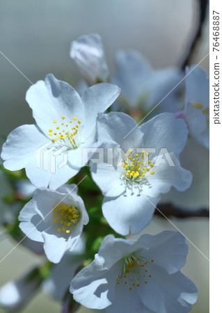 Ura Haru Ura Haru 76468887